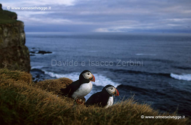 Latrabjarg 39-19-09